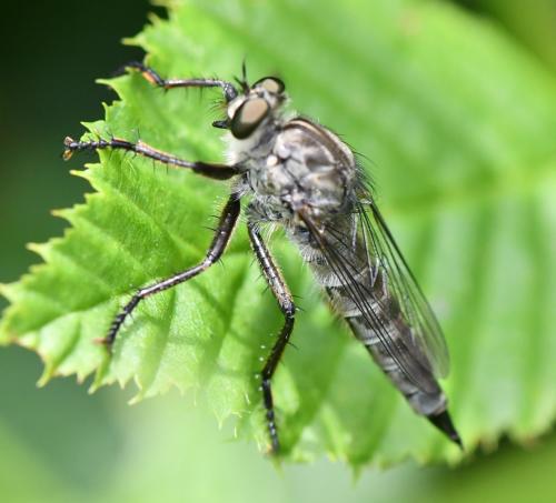 Machimus cyanopus
